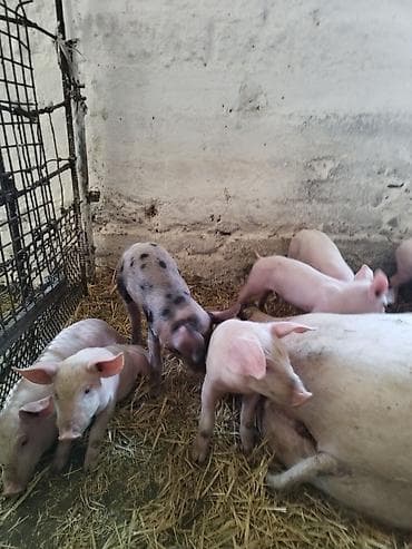 Куплю с/х животных: Продаю | Поросенок | Крупная белая | Для разведения — 9