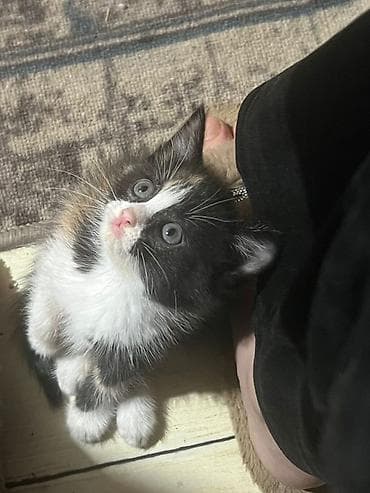 карликовые котята: Кошка даром: Лесная, 2 месяца, Девочка, Приучена к лотку, Проглистована — 2