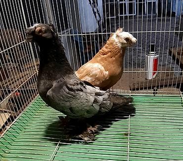 индюшата биг 6 купить: Пара 2000 сом. Армавирский белый голубь цена договорная. Жёлтый — 5