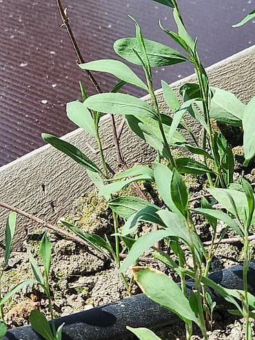 xiaomi redmi 11: Samsung Galaxy S22 Ultra, Б/у, 256 ГБ, цвет - Серый, 1 SIM — 5