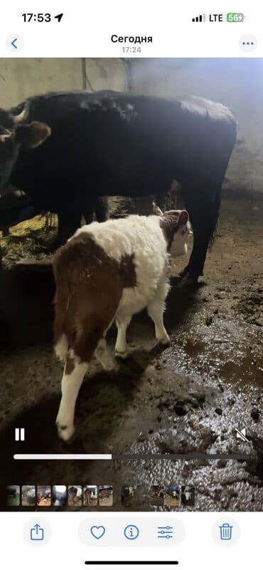 соль для животных: Продаю | Музоо, торпок | На откорм — 2