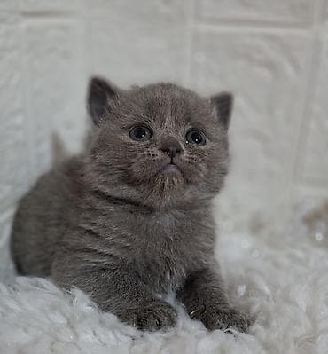 хочу котёнка: Продаётся шотландская девочка,скоттиш — 5