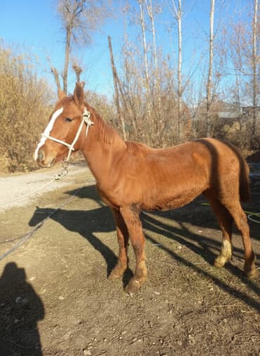куплю домашнее животное: Продаю | Конь (самец) | Для разведения | Мерин — 1