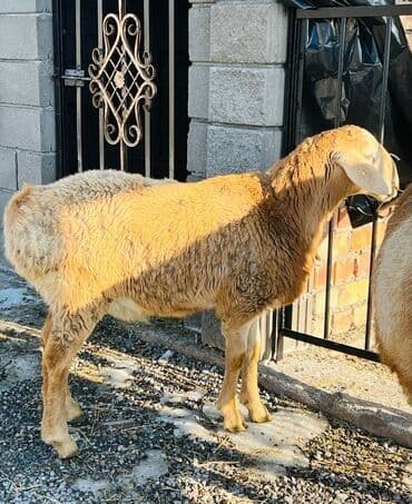 восточно европейская овчарка черная цена: Продаю | Овца (самка) | Для разведения | Племенные — 2