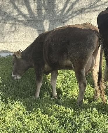 Продаю | Корова (самка) | Швицкая | Для молока | После отела