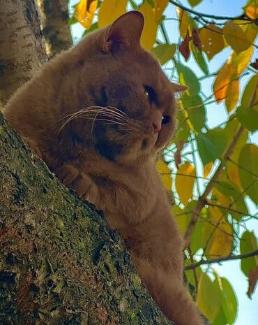 сколько стоят вислоухие кошки: Котята Редкие Корица!!! Элитные британцы окраса Циннамон Шоколад — 2