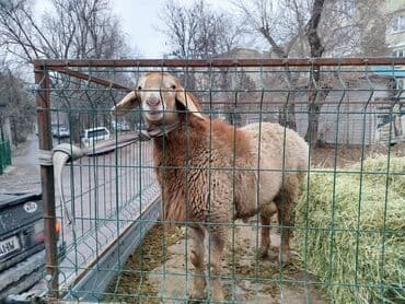 сколько стоит кролик домашний: Продаю | Баран (самец) | Арашан | Для разведения | Осеменитель — 4