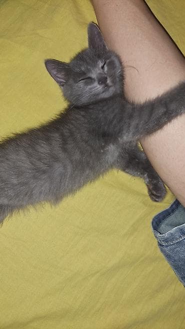 Кошки: 2 месяца, Мальчик — 1