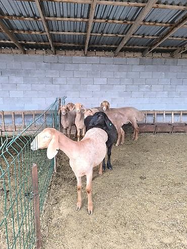Продаю | Ягненок | Арашан | Для разведения | Ярка at lalafo.kg Продаю | Ягненок | Арашан | Для разведения | Ярка