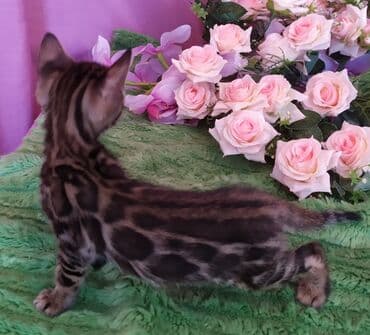 леопардовая кошка цена: Бенгальские котята !!! домашние. мини леопардики. Друзья у нас — 14