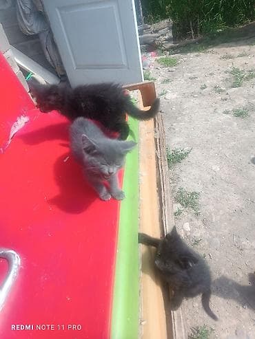 Котята - Возраст: примерно 1,5 месяца - Окрас: есть дымчато‑серый at lalafo.kg Котята - Возраст: примерно 1,5 месяца - Окрас: есть дымчато‑серый
