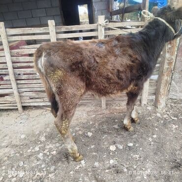 кел кел: Сатам | Бука (эркек) | Аргын | Бордоп семиртүү үчүн | Байланган — 4