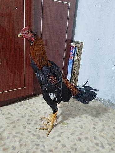 скупка велосипеда: Электровелосипед, Б/у — 4