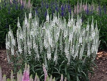 орхидея сколько стоит: Первые три фото---
Наперстянка.
300сом

Вероника 300сом — 4