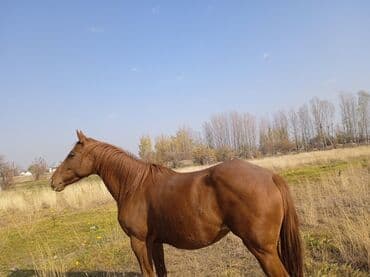 французкий бульдог цена: Продаю | Кобыла (самка) | Английская — 4