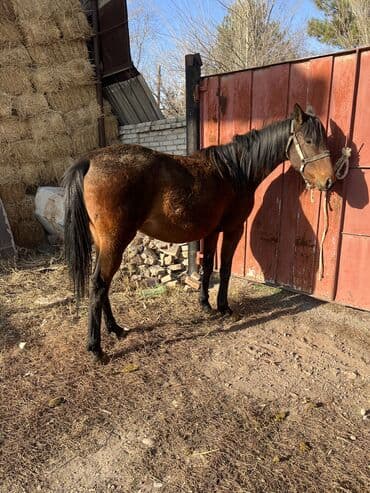 кой союп: Сатам | Бээ (ургаачы) | Көбөйтүү үчүн | Асыл тукумдуу — 4