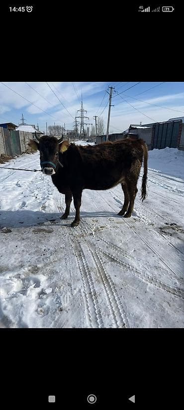 animal pack: Продаю | Корова (самка) | Для разведения | Стельные — 2