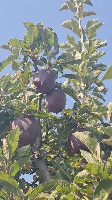 удобрения амафос: Яблоки оптом сорт крипсон зимние с темно-фиолетовыми (почти черными) — 1