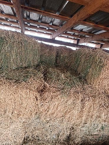 дом кролика: Сено/люцерна в тюках. - Прессованные прямоугольные тюки, плотные — 3