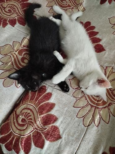 коты даром: Отдам котят в добрые руки. 1,5 месяца. К лотку приучены. Кушают сами — 3