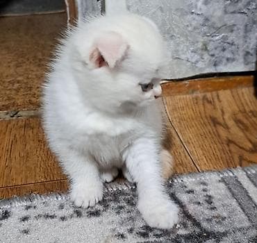 сколько стоит аксолотль: Шотландские котята (вислоухие) - Порода: шотландская вислоухая — 10