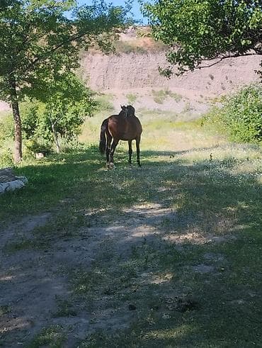 арабский лошади: Продаю | Кобыла (самка) | Рабочий | Мерин — 6