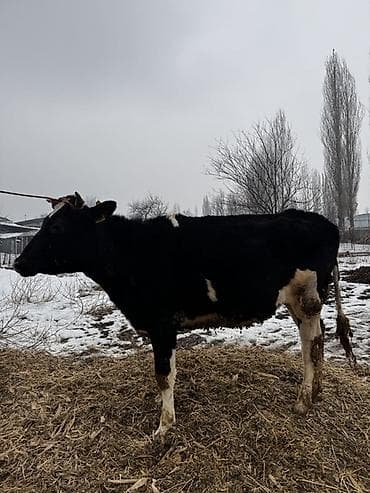 по карова: Продаю | Корова (самка) | Голштин | Для разведения | Привязанные — 3