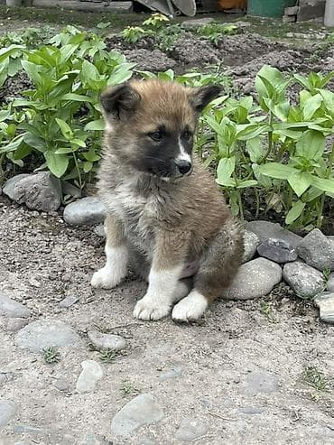 щенки шпица купить: Собака даром: 2 месяца, Самец — 3
