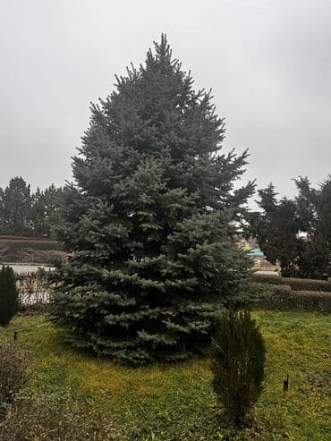 где можно купить семена огурцов: Ель голубая (Picea pungens) — взрослая декоративная хвойная порода для — 1