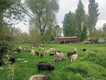 бараны продажа: Продаю | Коза (самка), Козёл (самец), Козлёнок | Полукровка | На забой, Для разведения | Племенные — 4