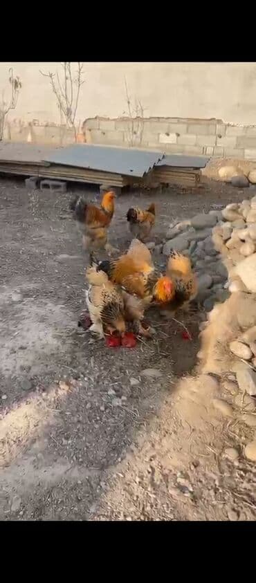 отдам породистую собаку в хорошие руки: Продаю | Куры | Брама | Для разведения — 7