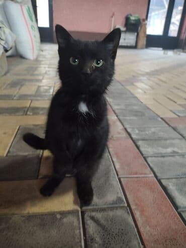 коты токмок: 6 месяцев, Мальчик, Метис — 8