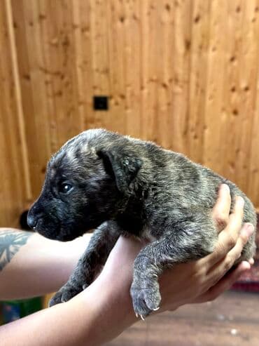 бульдоги: Щенки Канарского Дога (Presa Canario) С документами, прививками 8 — 42