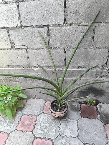 Продам разные виды сансиверии. прошу по 1000 сом at lalafo.kg Продам разные виды сансиверии. прошу по 1000 сом