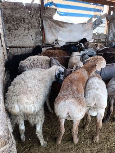 Собаки: Продаю | Овца (самка) | Для разведения | Матка — 5