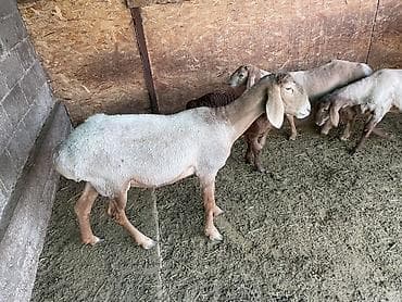 матка с ягненкам: Продаю | Овца (самка) | Арашан | На забой, Для разведения | Племенные, Матка, Ягнившаяся — 3