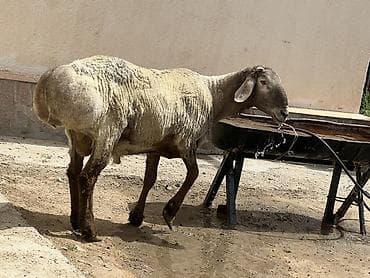 симментал бык: Продаю | Баран (самец) | Арашан | Для разведения | Осеменитель — 1