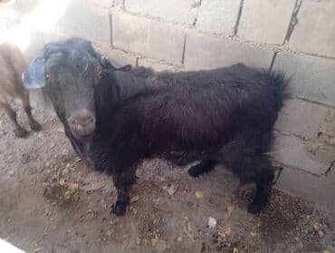 животные в добрые руки: Продаю | Коза (самка) | Для разведения | Племенные — 1