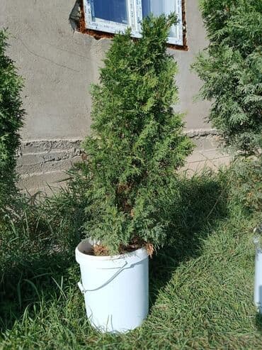 адресная табличка на частный дом: Саженцы деревьев: Туи — 4