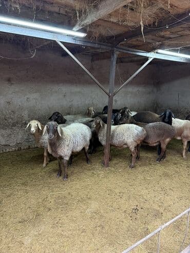 продаю медогонку: Продаю | Овца (самка) | Полукровка | Для разведения | Матка — 4
