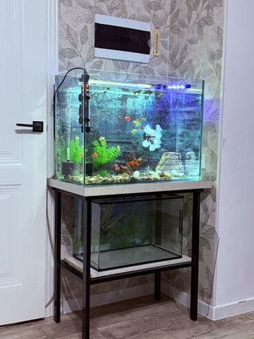 Услуги ветеринара: Аквариумный комплект для домашних рыб - Прямоугольный стеклянный — 5