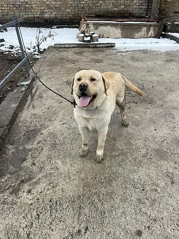 продаю собак: Лабрадор-ретривер, кобель, окрас палевый. - Крупный, мощный корпус — 3