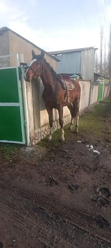 арпа тюк: Продаю | Жеребец | Рабочий — 5