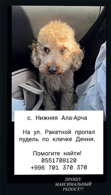 той пудель: Пропала собака. Помогите найти за вознаграждение — 2