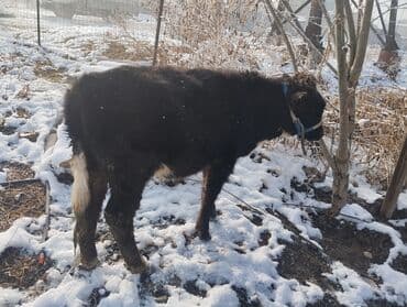куплю молочных телят: Продаю | Музоо, торпок | На откорм | Привязанные — 4