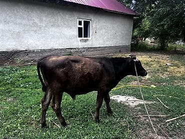 быки швиц: Продаю | Бык (самец) | На откорм | Привязанные — 3