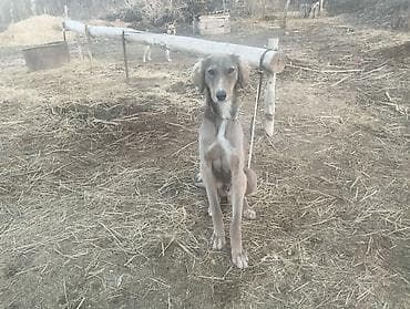 питомник лабрадоров бишкек: Ушул эркек тайган сатылат 1,5жаш келишим баада — 4