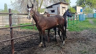 пони конь: Продаю | Жеребец | Конный спорт | Племенные — 3