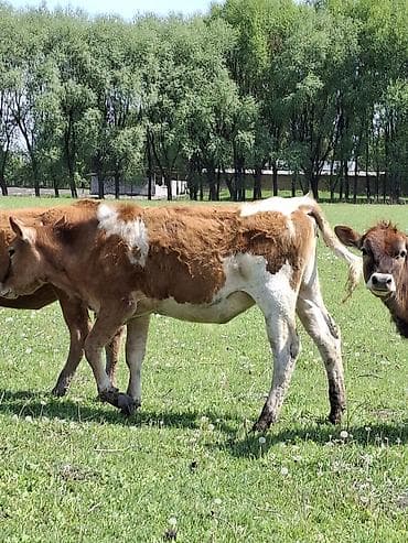 монбельярдская порода купить: Продаю | Музоо, торпок | Полукровка | На откорм — 5