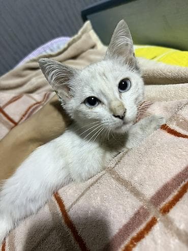 Котята домашние, ласковые и игривые.
К лотку приучены at lalafo.kg Котята домашние, ласковые и игривые.
К лотку приучены